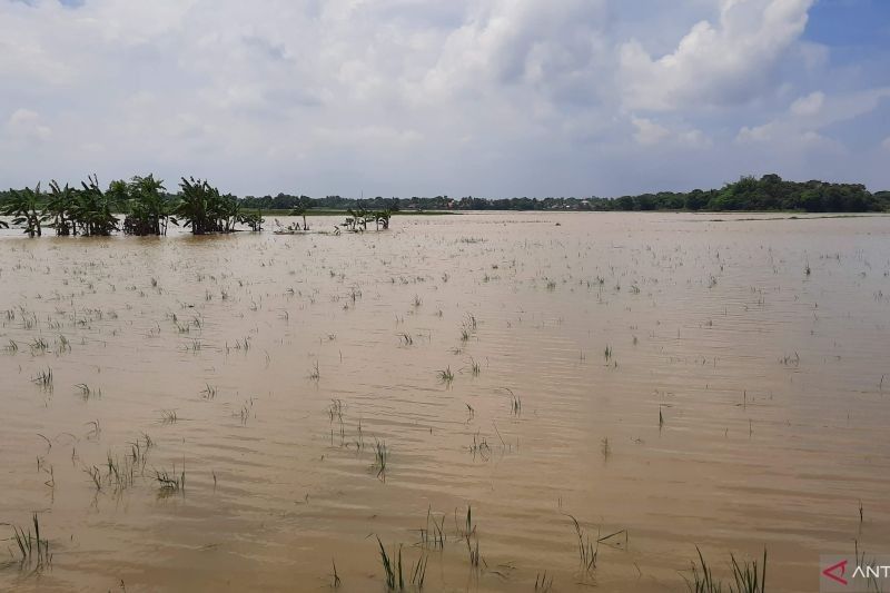 Banjir Rusak 40 Hektare Lahan Pertanian di Tangerang