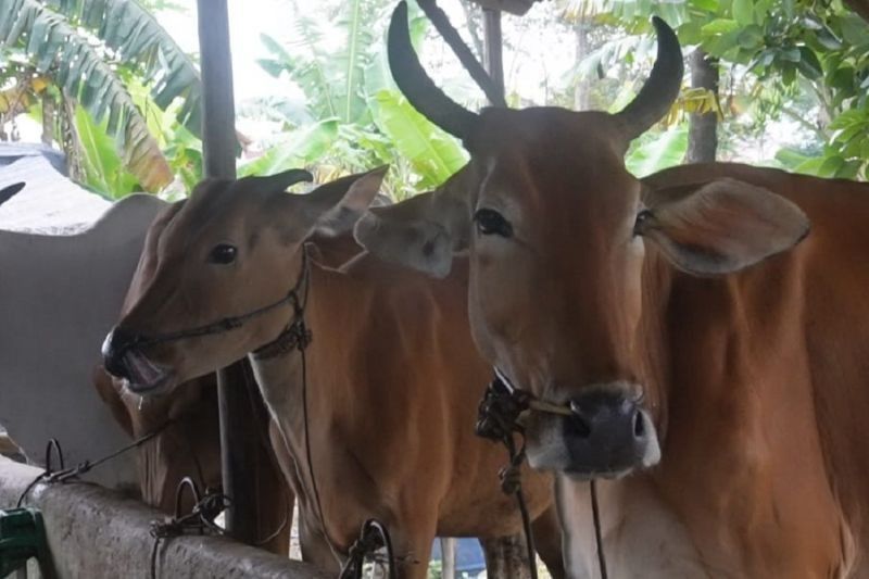 109 Sapi di Bangka Belitung Sembuh dari PMK, Empat Lainnya dalam Perawatan