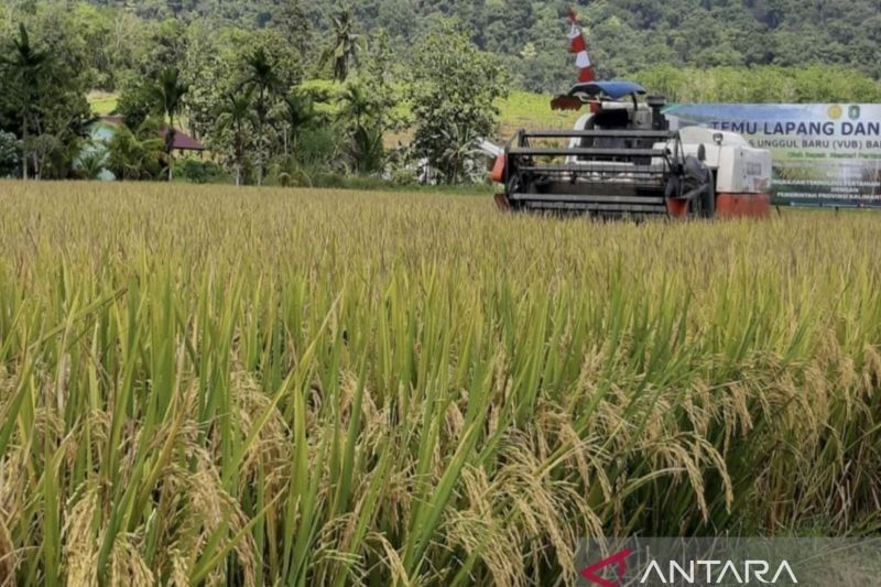 Ekstensifikasi Lahan: Kunci Swasembada Padi Kalimantan Barat?