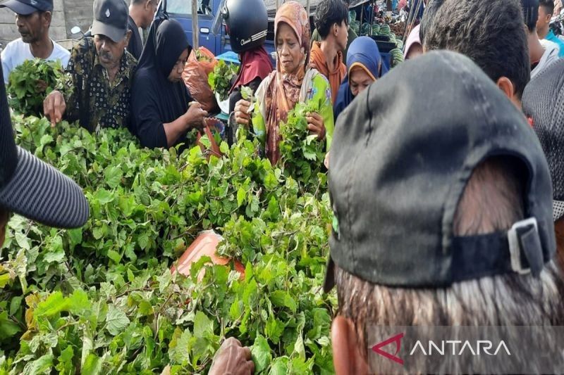 Petani Muna Raup Untung Besar dari Tanaman Nilam