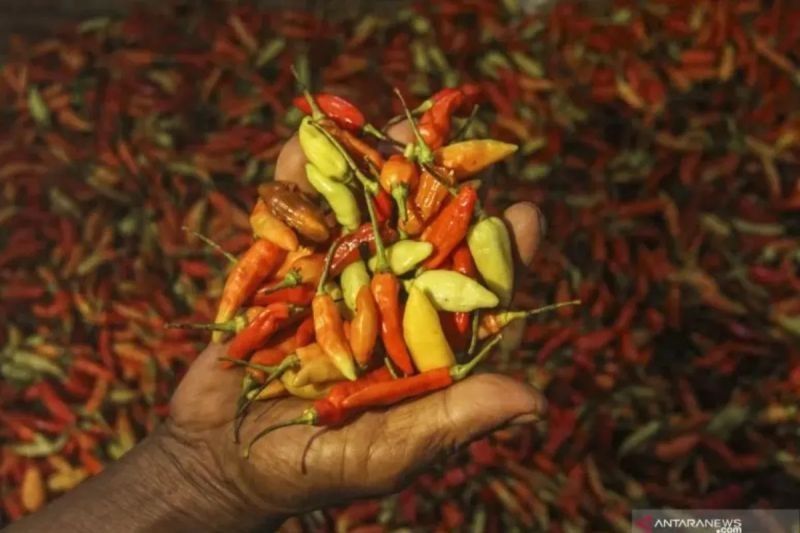 Harga Cabai Rawit Merah Tembus Rp63.650 per Kg; Berikut Update Harga Pangan Lainnya