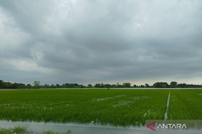 Banjir Kudus Genangi 717 Hektare Lahan Padi