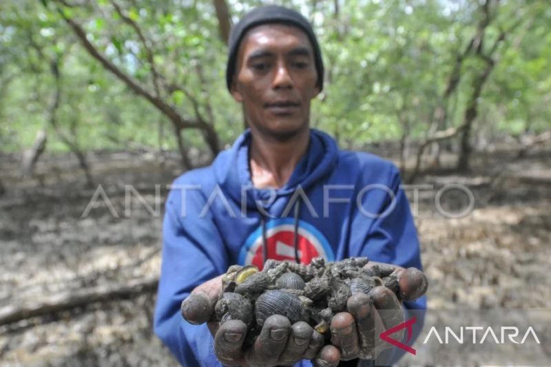 Hilirisasi Siput Lola: Dorong Ekonomi Maluku?