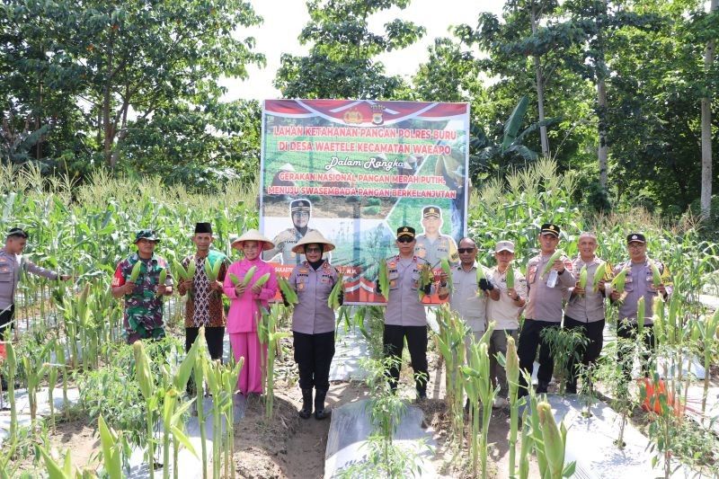 Polres Buru Panen Jagung 2 Hektare, Dukung Ketahanan Pangan Nasional