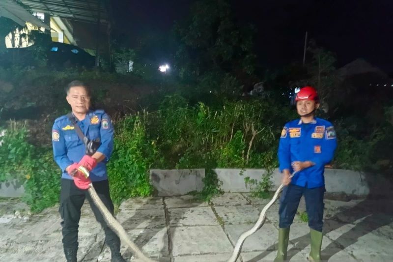 Petugas Damkar Evakuasi Ular Sanca 3 Meter di Kalianda, Lampung Selatan