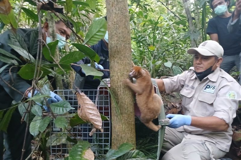 PT Timah Lepasliarkan Kukang Bangka di Hari Primata: Dukungan Konservasi Ekosistem Babel