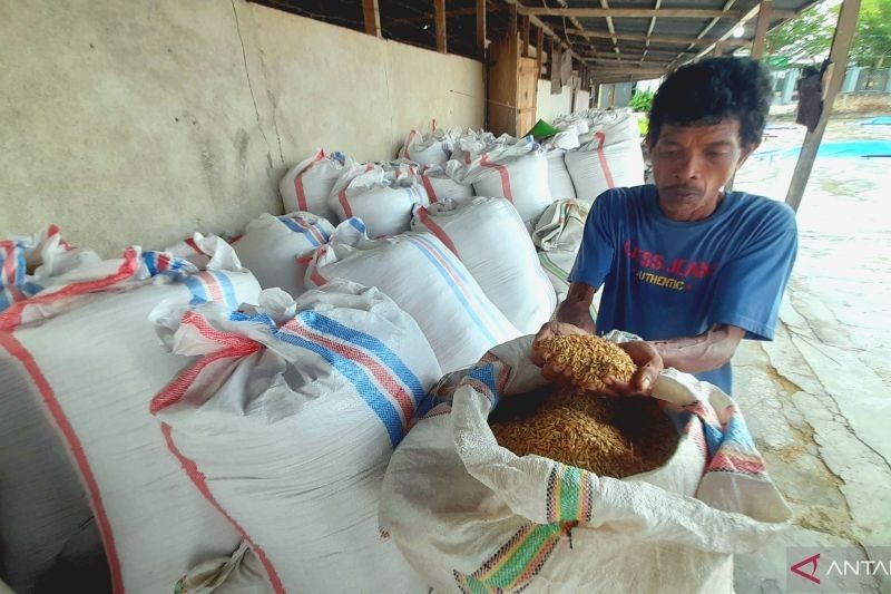 Ancaman Curah Hujan Tinggi Terhadap Kualitas Beras Gorontalo