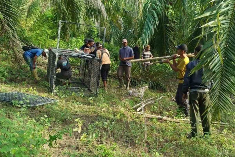 BKSDA Pasang Jebakan Harimau di Aceh Timur: Cegah Konflik Manusia-Satwa