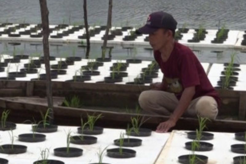 Petani Tabalong Sukses Budidaya Padi Apung di Lahan Rawa