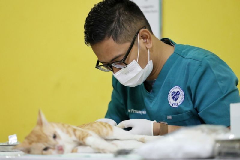 Jakarta Selatan Sterilkan Kucing Liar: Metode TNR di Cilandak