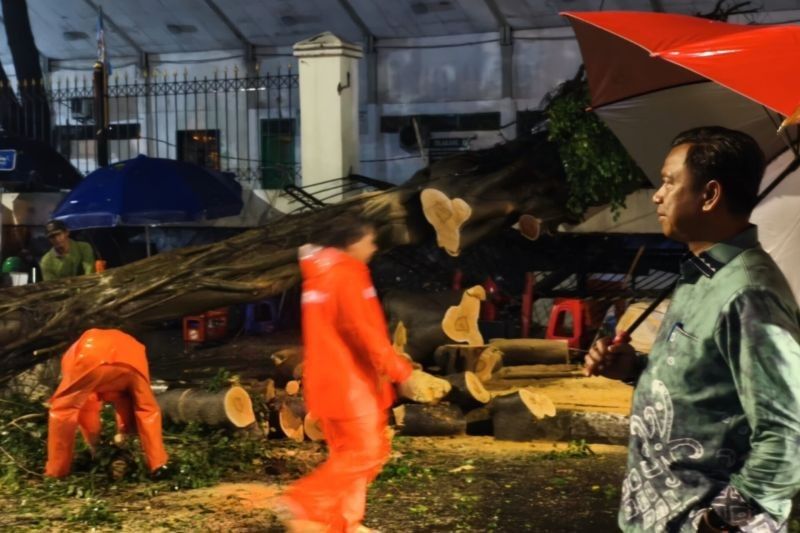 Pohon Tumbang di Jaksel Dievakuasi Kurang dari Satu Jam