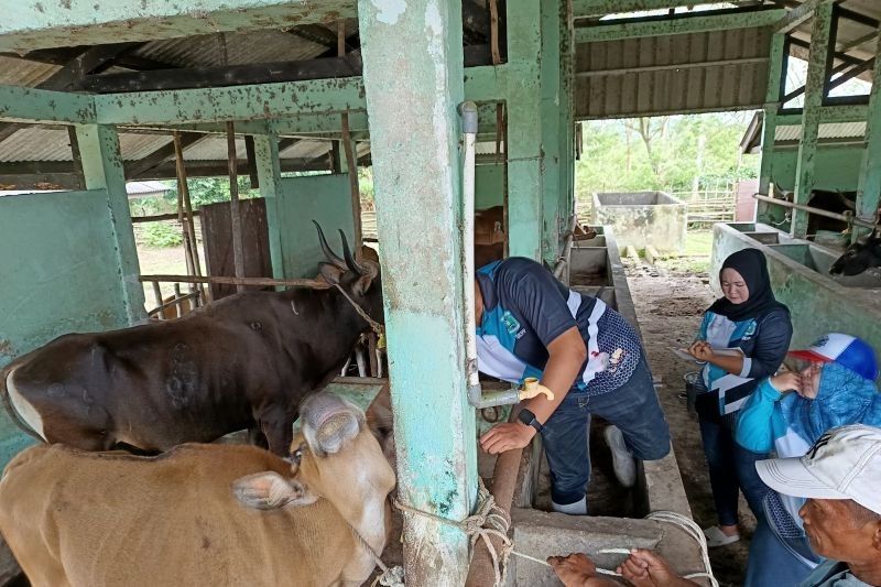 Vaksinasi Sapi Cegah PMK: Dokter Hewan Jelaskan Efektivitas dan Pencegahan