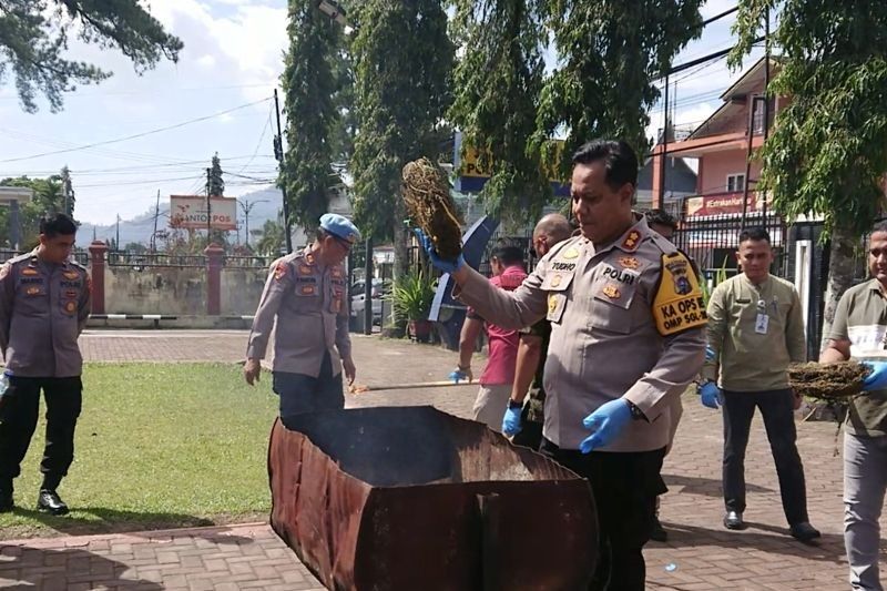 Polres Pasaman Musnahkan 8,6 Kg Ganja, Dua Tersangka Ditangkap