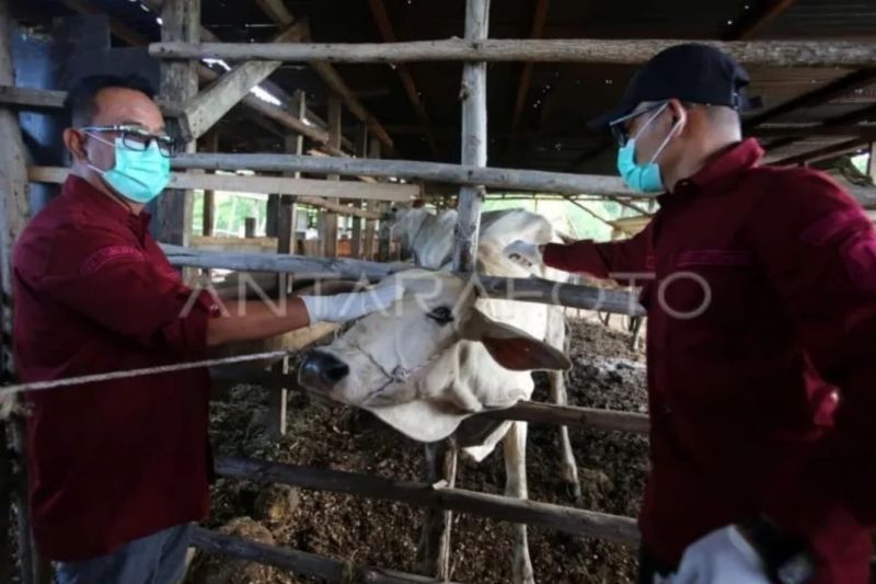 Kasus PMK di Aceh Tersisa 31, Sebagian Besar Sudah Sembuh