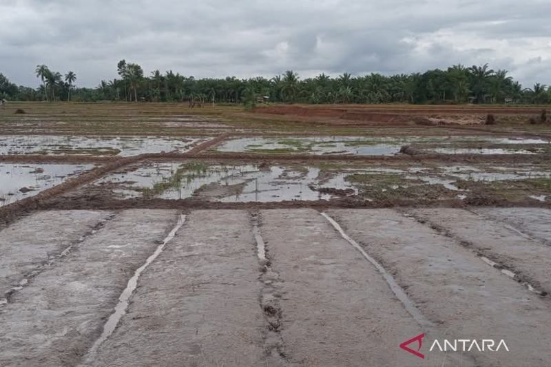 Bulog Bengkulu Serap 300 Ton Gabah Petani Mukomuko, Stabilkan Harga