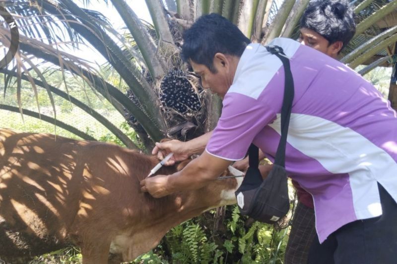 8 Sapi di Pasaman Sembuh dari PMK, Vaksinasi Digencarkan