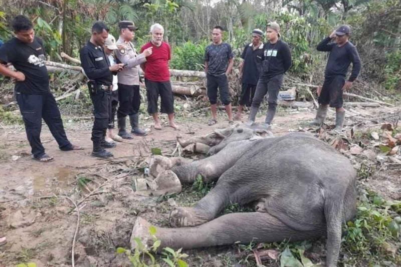 Gajah Sumatra Mati di Aceh Timur Setelah Perawatan Intensif