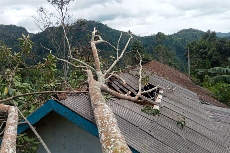 Waspada Pohon Tumbang di Garut: Imbauan BPBD Saat Hujan dan Angin Kencang