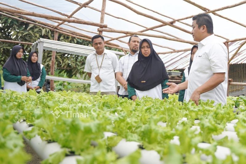 PT Timah Berdayakan Perempuan Sawang Laut Lewat Hidroponik