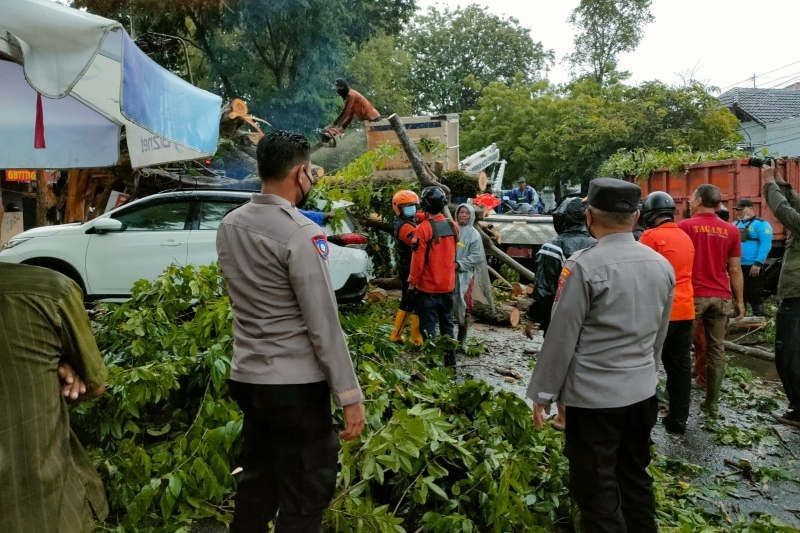 Cuaca Ekstrem Semarang: Puluhan Pohon Tumbang, Rumah Rusak, Warga Diminta Waspada