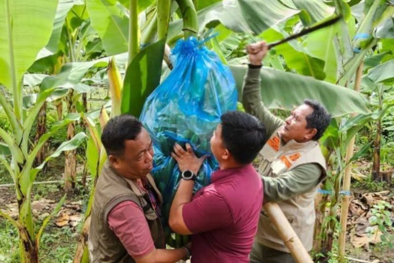 Sulbar: Lahan Subur, Potensi Besar Pisang Cavendish