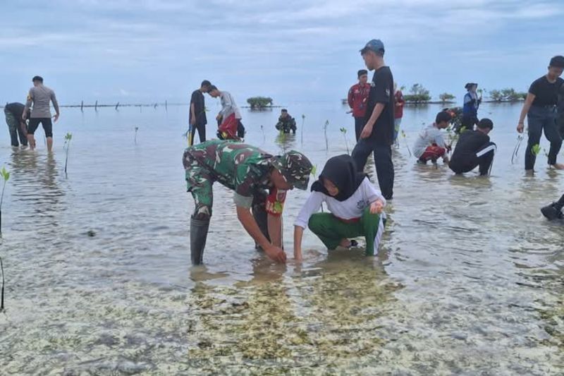 Kodim Majene dan Pelajar Sukses Tanam Ratusan Bibit Mangrove