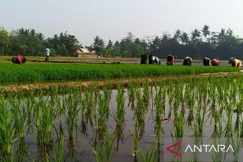 Luas Areal Sawah Terasuransi di Karawang Meningkat Jadi 60 Ribu Hektare