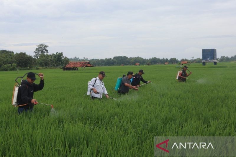 Kuningan Gencarkan Gerakan Pengendalian Hama Padi untuk Tingkatkan Produktivitas