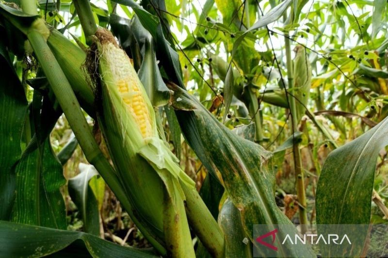 Kotim Usulkan 4.120 Ha Lahan untuk Tanam Jagung