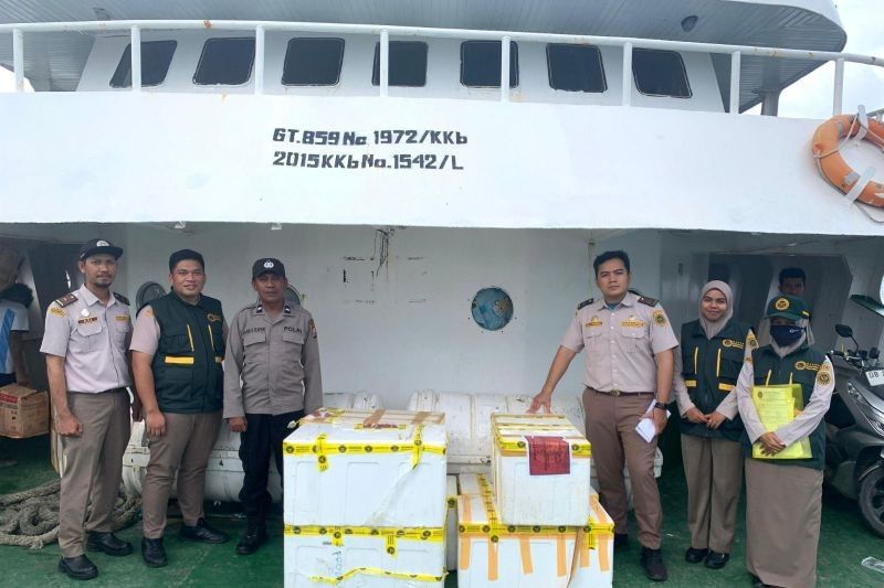 Daging Babi Ilegal 19,8 Kg Disita di Ternate, Waspada PMK dan ASF!