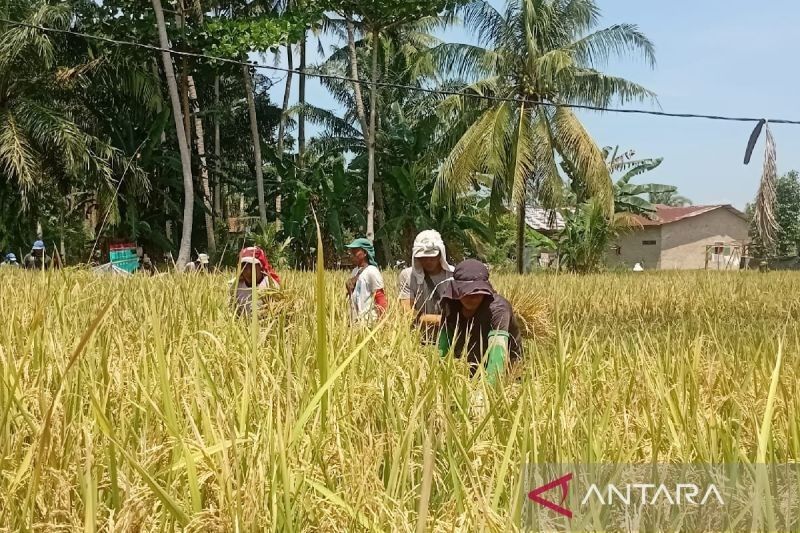 Bulog Sumut Serap 50 Ton Gabah Kering Panen di Batu Bara