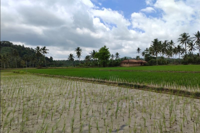 Bantuan Benih Padi untuk Petani Lampung Terdampak Banjir