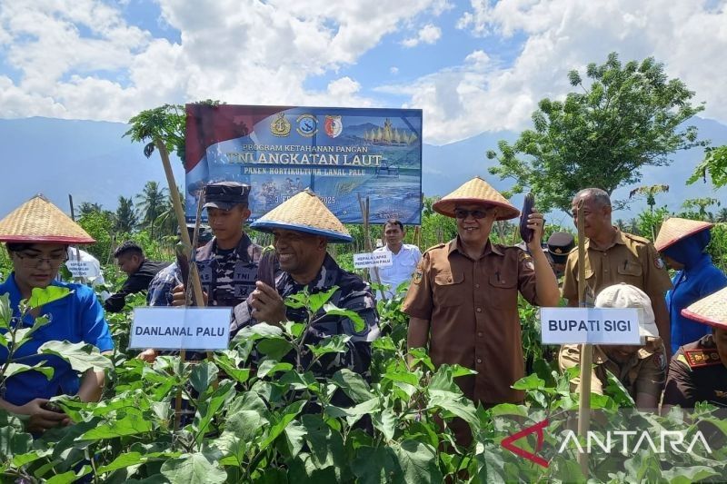 TNI AL Palu Dukung Ketahanan Pangan Petani Sigi Lewat Panen Terong