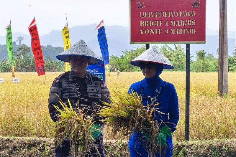 KSAL Panen Raya Padi di Lampung, Dukung Program MBG dan Ketahanan Pangan