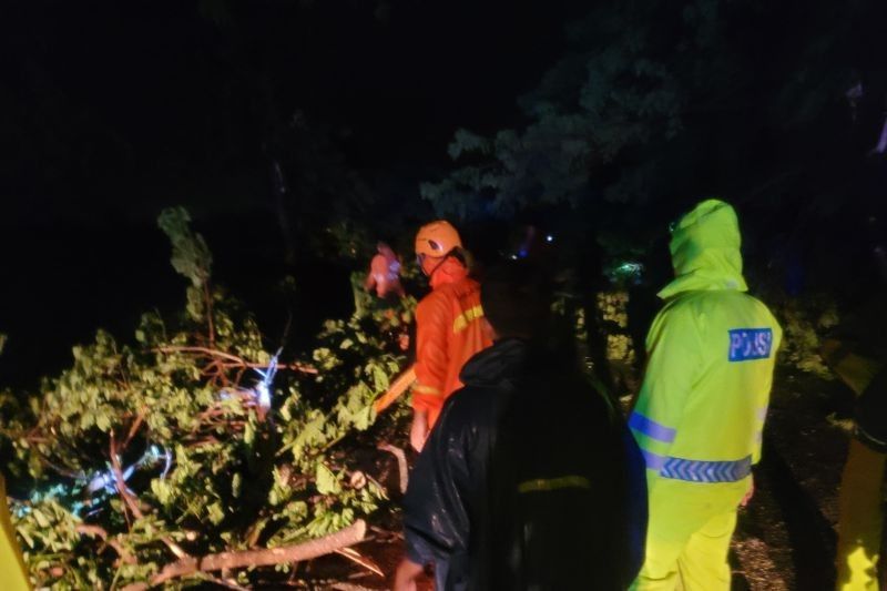 Pohon Tumbang Sebabkan Macet Total di Pantura Situbondo