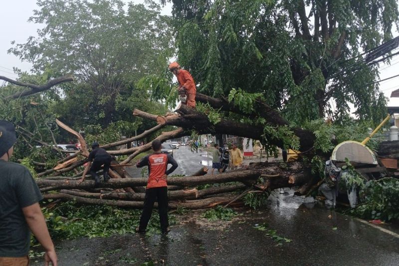 Pohon Tumbang di Bandarlampung: TRC BPBD Bergerak Cepat