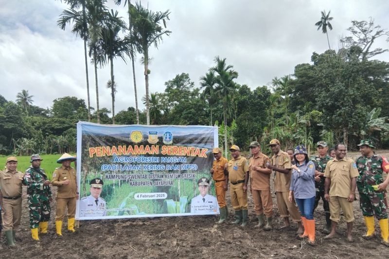 Jayapura Tanam Padi Gogo Serentak: Dorong Swasembada Pangan Papua