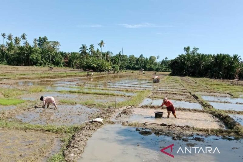 Simeulue Targetkan Tanam Padi di 9.452 Hektare Sawah Tahun 2025