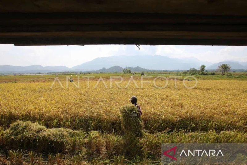 Pj Bupati Abdya Desak Pedagang Beli Gabah Sesuai HPP