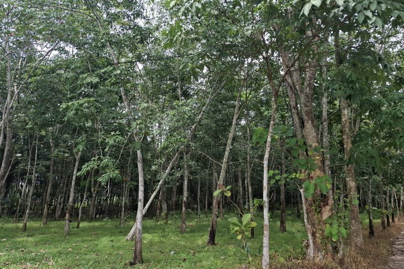 160 Ribu Hektare Lahan di Lampung Potensial untuk Pengelolaan Hutan