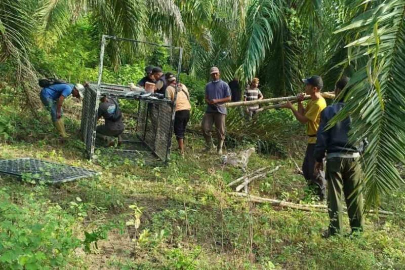 BKSDA Aceh Pindahkan Perangkap Harimau Sumatra di Aceh Timur