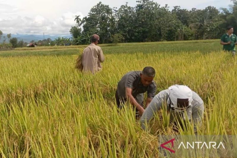 Harga Gabah di Abdya di Bawah HPP: Petani Aceh Barat Daya Menjerit