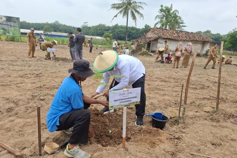 Target Tanam Padi Lahan Kering Lampung: 12.141 Hektare