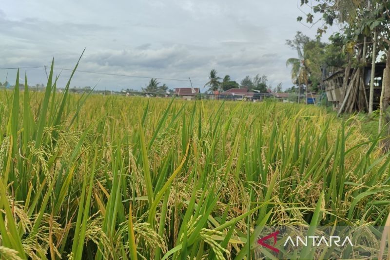 Pemkot Bengkulu Usul 15 Ton Benih Padi untuk Ketahanan Pangan