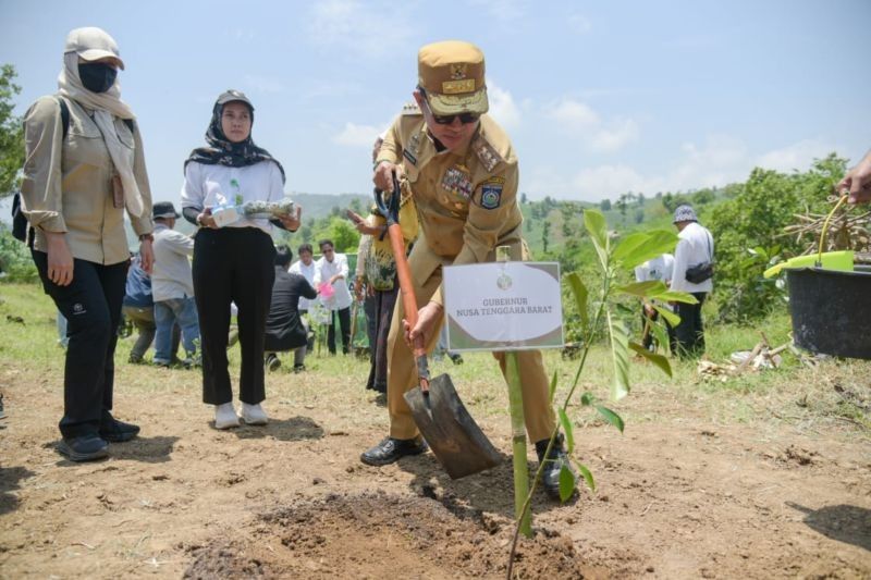 10 Hektare Hutan Lombok Tengah Ditanami Pangan: Dorong Ketahanan Pangan Nasional