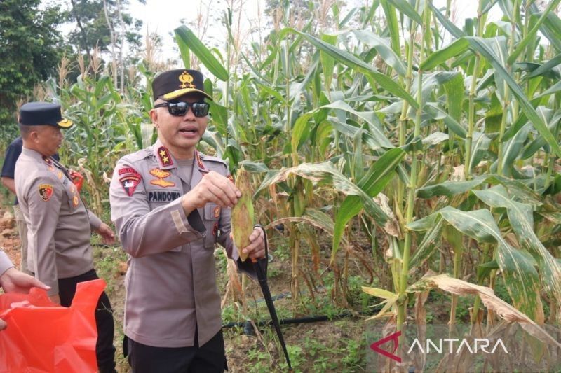 Polda Babel Panen 10 Ton Jagung Manis, Dukung Ketahanan Pangan Nasional