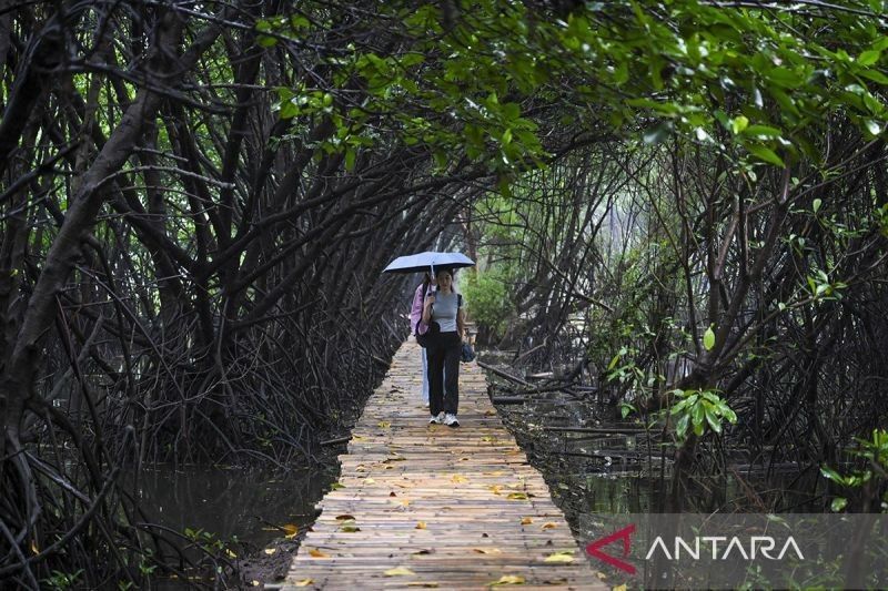 Pramono Anung: Tembok Mangrove Raksasa untuk Selamatkan Jakarta dari Banjir