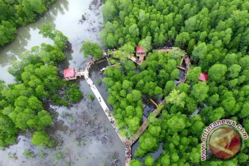 Gambut dan Mangrove: Kunci Pengurangan Emisi GRK di Asia Tenggara