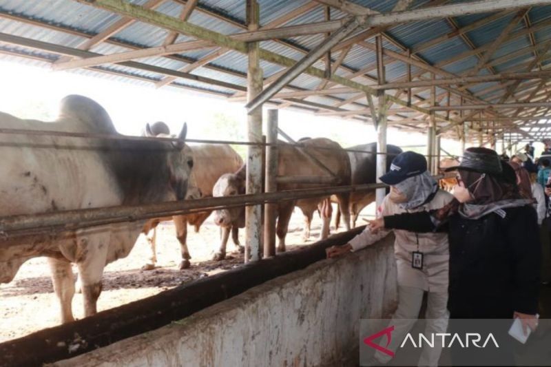 Kalsel Tambah 22 Ribu Induk Sapi, Target Swasembada Daging 2029