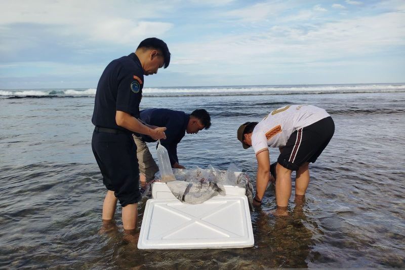 Oknum Polisi di Pesisir Barat Tersangka Penyelundupan Benih Lobster